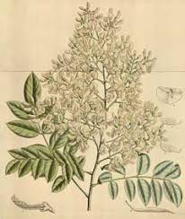 Image result for Styphnolobium