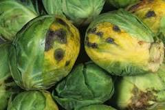 What is the black stuff in brussel sprouts?