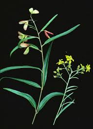Image result for Acridocarpus natalitius