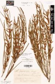 Image result for Acacia montigena