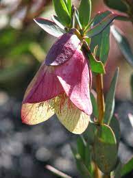 Qualup Bell Pimelea Physodes Australian Flowers Plants Winter Flowers