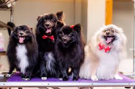 We would like to show you a description here but the site won't allow us. Pet Vet On Patton Petvetonpatton Twitter
