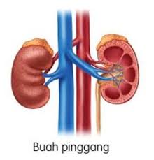Menjaga kesihatan buah pinggang seringkali dianggap remeh pabila kita tidak menyedari kepentingannya. 5 Tips Untuk Menjaga Buah Pinggang Anda Supaya Lebih Sihat