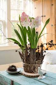 By Karin Lidbeck Brent For Many Of Us Clearing The Table On Thanksgiving Means It Is Time To Get Started On Amaryllis Bulbs Amaryllis Arrangement Bulb Flowers