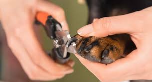 If your cat has suffered from internal bleeding, it may go into shock and you may not be able to tell just by looking at the cat. How To Stop A Dog S Nail From Bleeding Quickly And Safely