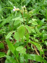 Image result for Oxalis barrelieri