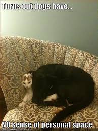 Random Funny Pictures 57 Pics Funny Animals Funny Animal Pictures Cute Animals