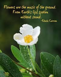 Beauty Break 100 Flower Quotes Life Short Nature Quotes Nature Quotes Inspirational