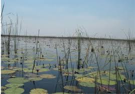 Image result for Craterosiphon quarrei