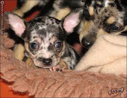 Explore 172 listings for blue chihuahua puppies for sale at best prices. Blue Merle Chihuahua Puppies Brotherly Love Merle Chihuahua Blue Merle Chihuahua Chihuahua Puppies