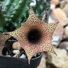 Image result for Huernia longituba