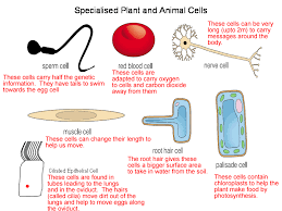 We did not find results for: Specialised Plant And Animal Cells Discovering Life In Class