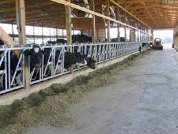 Compost bedding pack barns can be designed to conver to free stall housing (1 ft. Compost Bedded Pack Barns For Dairy Cows Dairexnet