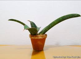 Image result for Sansevieria hallii