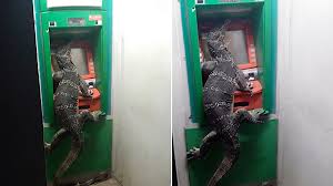 Find images of monitor lizard. Watch Monitor Lizard Pops In At A Cash Machine In Thailand Backyard Wildlife Earth Touch News