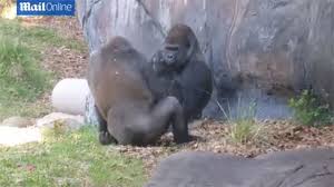 We did not find results for: Gorilla Shows Middle Finger To Zoo Visitors Trying To Take His Picture Bored Panda