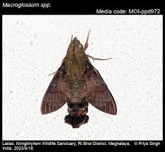Image result for Isoglossa gregorii