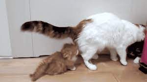 Where D You Come From Cats Kittens Kittens Cutest