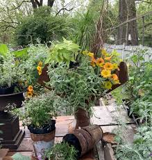 Conestoga nursery is no longer our business entity. Container Gardening Tips And Tricks Celebrating The Beauty Of Life Past Present