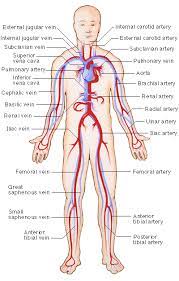 Systemic arteries deliver blood to the rest of the body. Arteries Veins Arteries And Veins Arteries Circulatory System