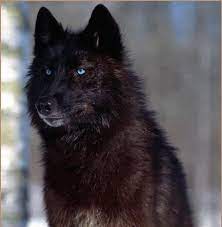Black Wolf With Blue Eyes Wolf With Blue Eyes Black Wolf Black Husky