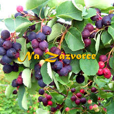 Image result for indiánská borůvka obrázek