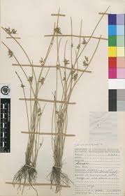 Image result for Schoenoplectus erectus