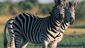 So where do zebras live in the wild? Zebra Size Diet Facts Britannica