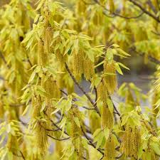 Image result for Quercus acutissima