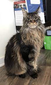 Pin On Maine Coon Cats