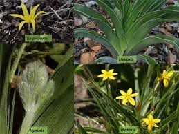 Image result for Hypoxis bampsiana