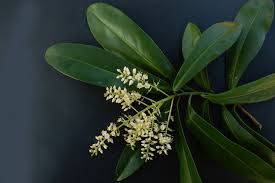Image result for Ardisia buesgenii