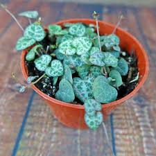 Image result for Ceropegia circinata