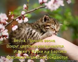 Котоматрица: Весна. Пришла весна. Вокруг цветочки распускаются. И даже у  Мурки и у Барсика