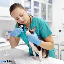 kedi asi takvimi ve fiyatlari yavru ve yetiskin kedi asilari
