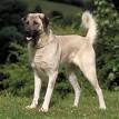 Anatolian Shepherd Dogs and Puppies for sale in the UK ...