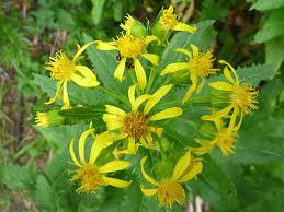 Image result for Senecio hochstetteri