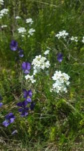 Image result for Oreophyton