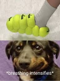 Funny dog memes clean | memes clean please like and subscribe hidden gem funny animals memes that will make you smile having a mother of a day? The Future Is Now Old Pup Funny Dog Memes Funny Animal Memes Animal Memes