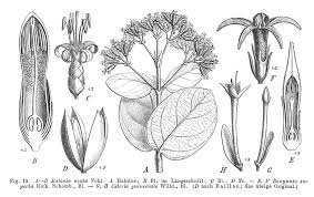 Image result for Usteria