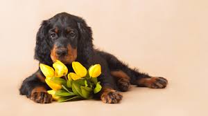 Assorted puppies, flowers, bowl of bones, and matching paw prints. Picture Puppy English Setter Lying Down Tulips Flowers 2560x1440