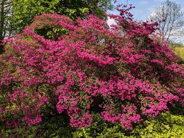 Each species contributes a tendency to bloom at a different time of year. Pruning My Azaleas The Martha Stewart Blog
