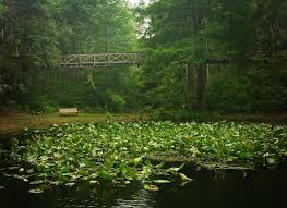 Unlike common gullies, trenches or sinkholes caused by temporary flooding, the steephead. Visit The Ever Magical Hidden Gem Ravine Gardens State Park In Florida