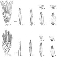 Image result for Dewildemania