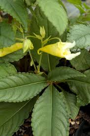 Image result for Impatiens gomphophylla