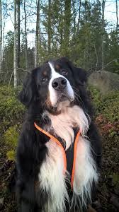 Belcane Burnese Mountain Dog Burmese Mountain Dogs Bermese Mountain Dog