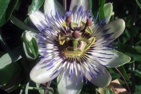 Image result for Passiflora caerulea