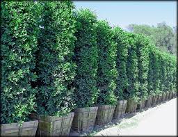 Ficus Nitida Columns Make Great Large Privacy Hedges Raquel Privacy Landscaping Privacy Plants Backyard Privacy
