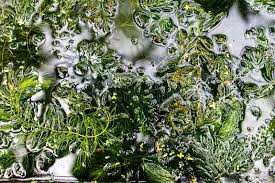 Image result for Ceratophyllum submersum