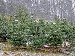 Wann ist der richtige zeitpunkt, den weihnachtsbaum zu kaufen? Weihnachtsbaum Kaufen Was Sie Beachten Sollten